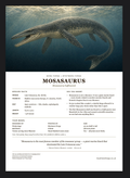 Mosasaurus fact sheet insert