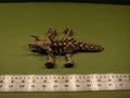 Triceratops skeleton photo 6