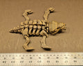 Smilodon — Bone Forge Skeleton