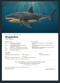 Megalodon — Bone Forge Skeleton