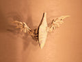 Pteranodon Bone Forge Skeleton image 9