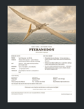 Pteranodon — Bone Forge Skeleton