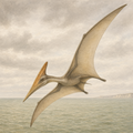 Pteranodon Bone Forge Skeleton image 1
