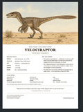 Velociraptor — Bone Forge Skeleton fact sheet