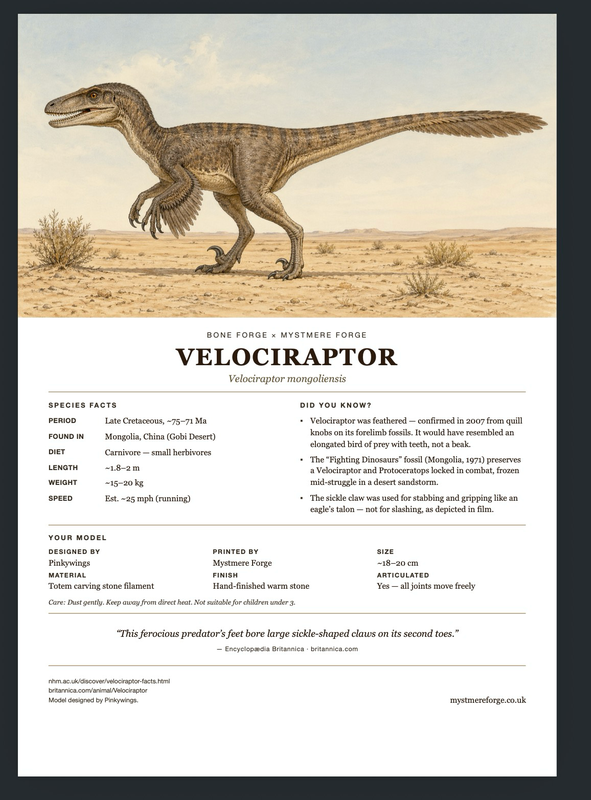 Velociraptor — Bone Forge Skeleton fact sheet
