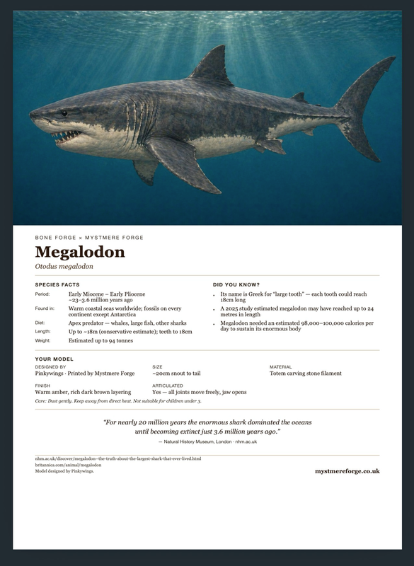 Megalodon — Bone Forge Skeleton